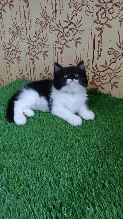 High quality Persian Kitten(Triple coated)(Cash on Delivery)(Karachi)