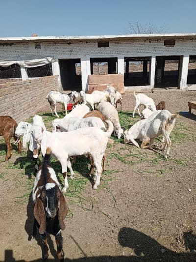 16 Kanal Faram House Land For Sale In Balksar Chakwal