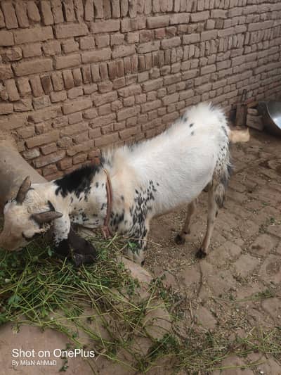 bakra ha achi nasl ha 2 sal ka ha