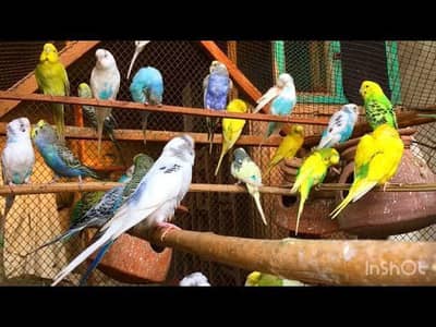 Parrot cocktail and Australian