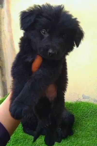 German Shepherd black fair