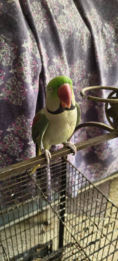 Raw parrot