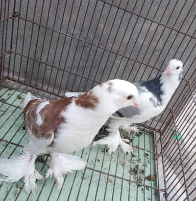 pouter pair for sale