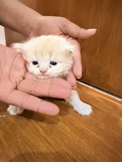 British Shorthair Kittens