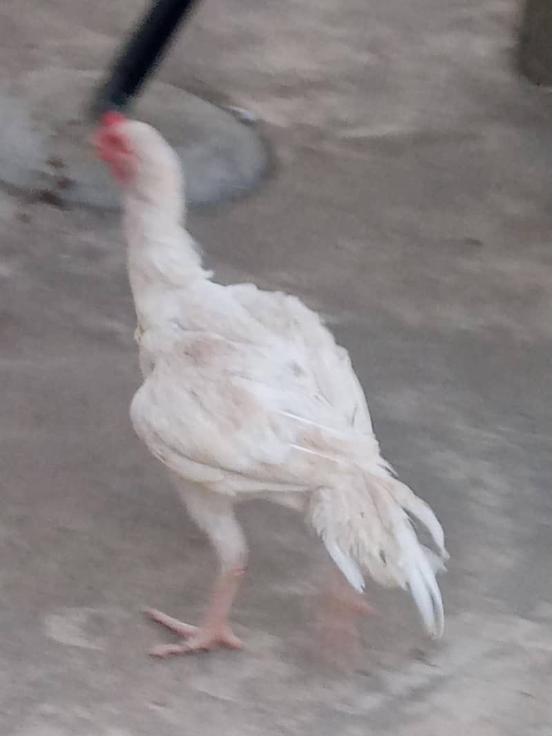 paper white patha 6