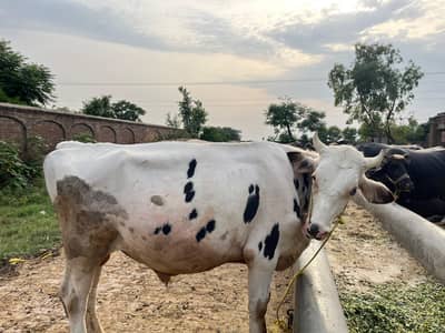 Australian wachra white bull for  qurbanii