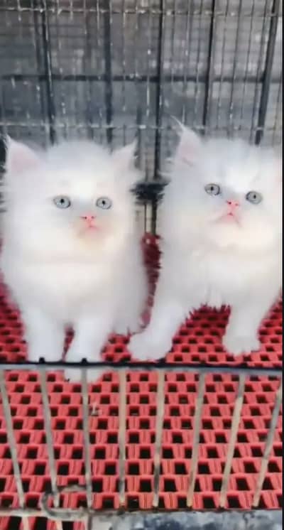 Persian kittens triple coat pair  for sale contact whatsap 03055516739