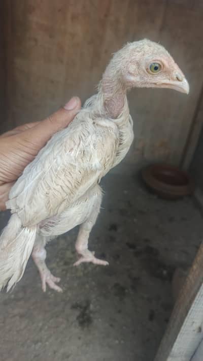 Heera / miwali / santool aseel chicks