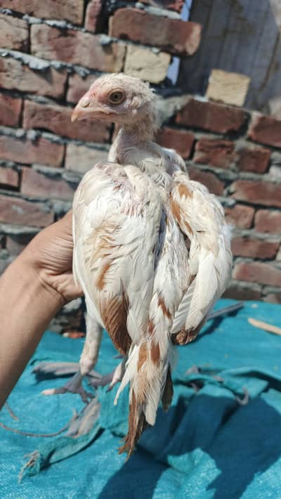 Heera / miwali / santool aseel chicks