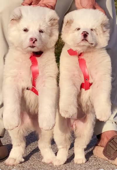 Alabai | King alabai | alabai puppies pair | big offers for pets lover