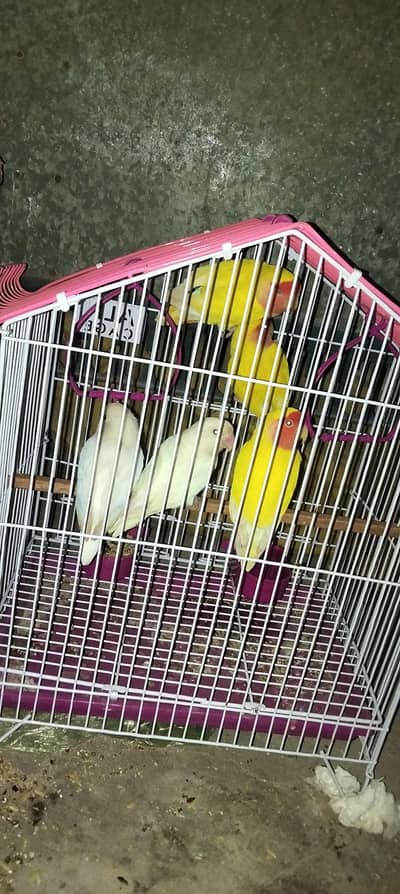 love birds