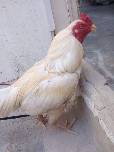 Heera
