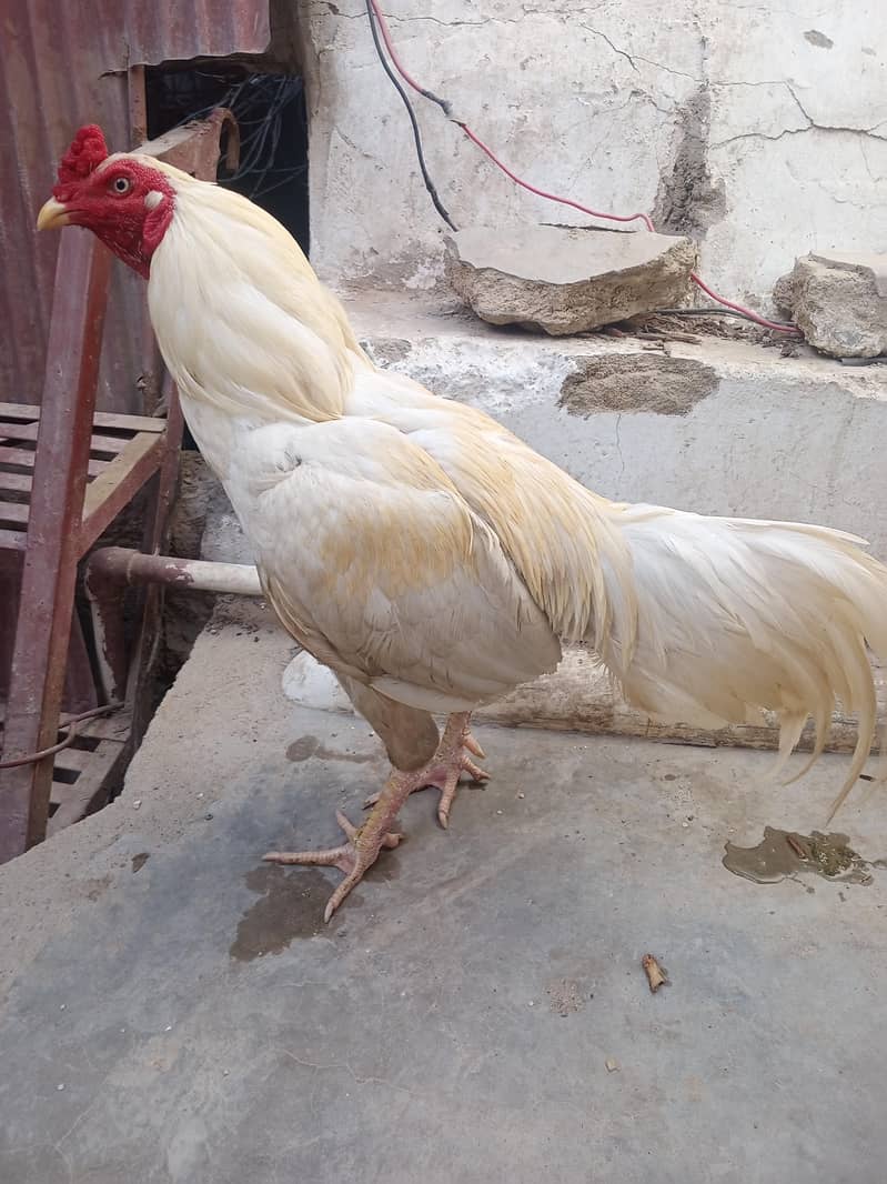 Heera 1