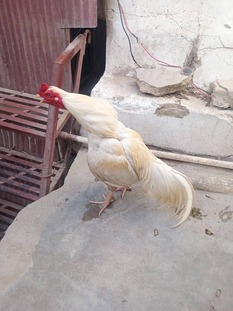 Heera 2
