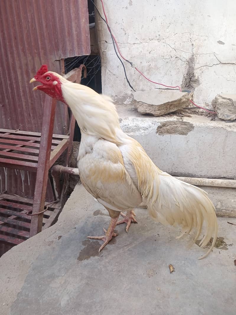 Heera 3