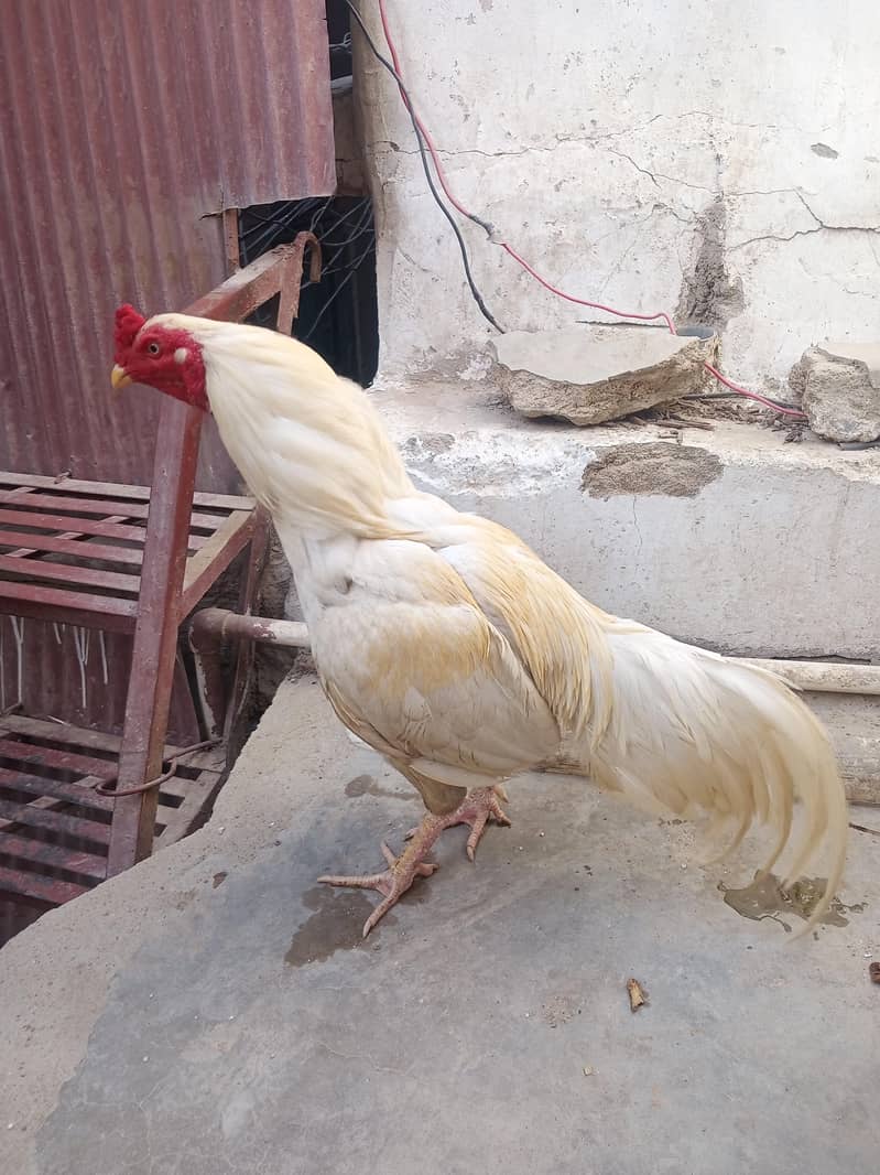 Heera 4