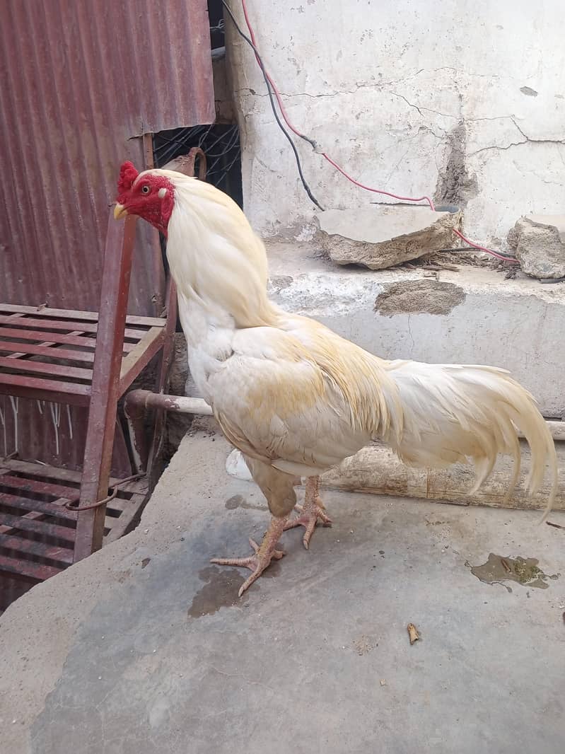 Heera 5