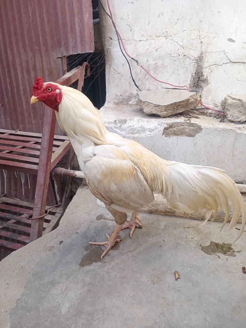 Heera 6