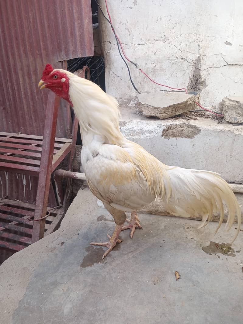 Heera 7