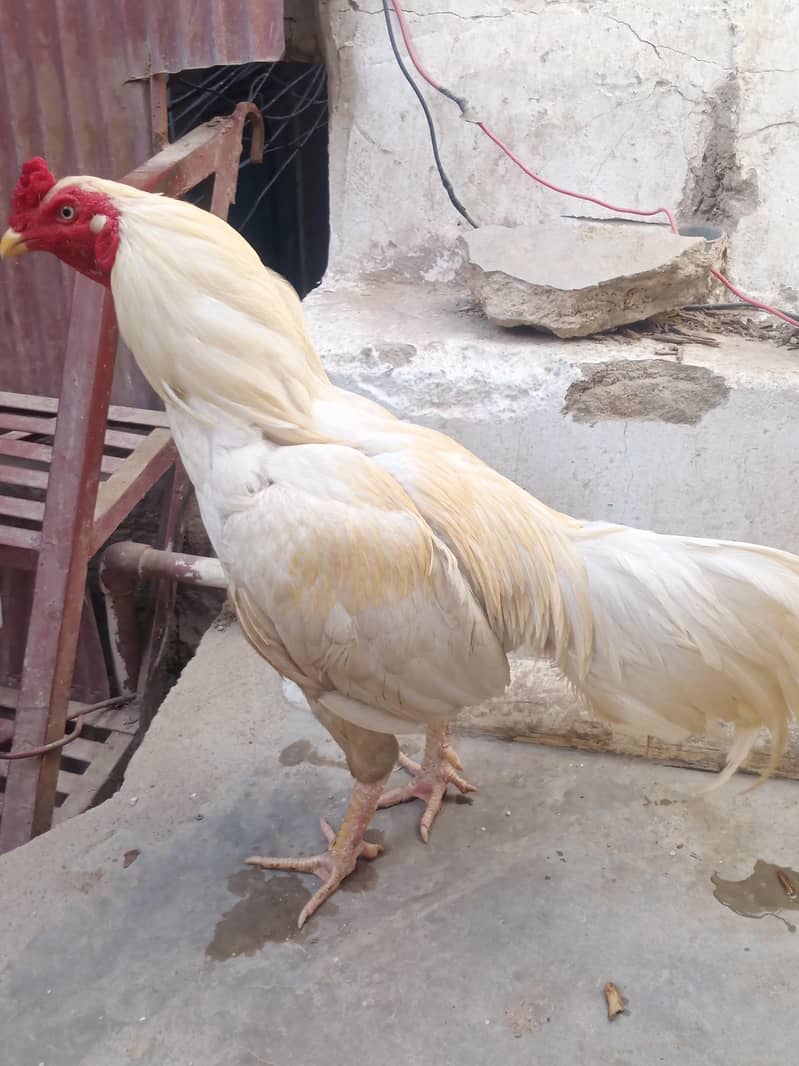 Heera 8