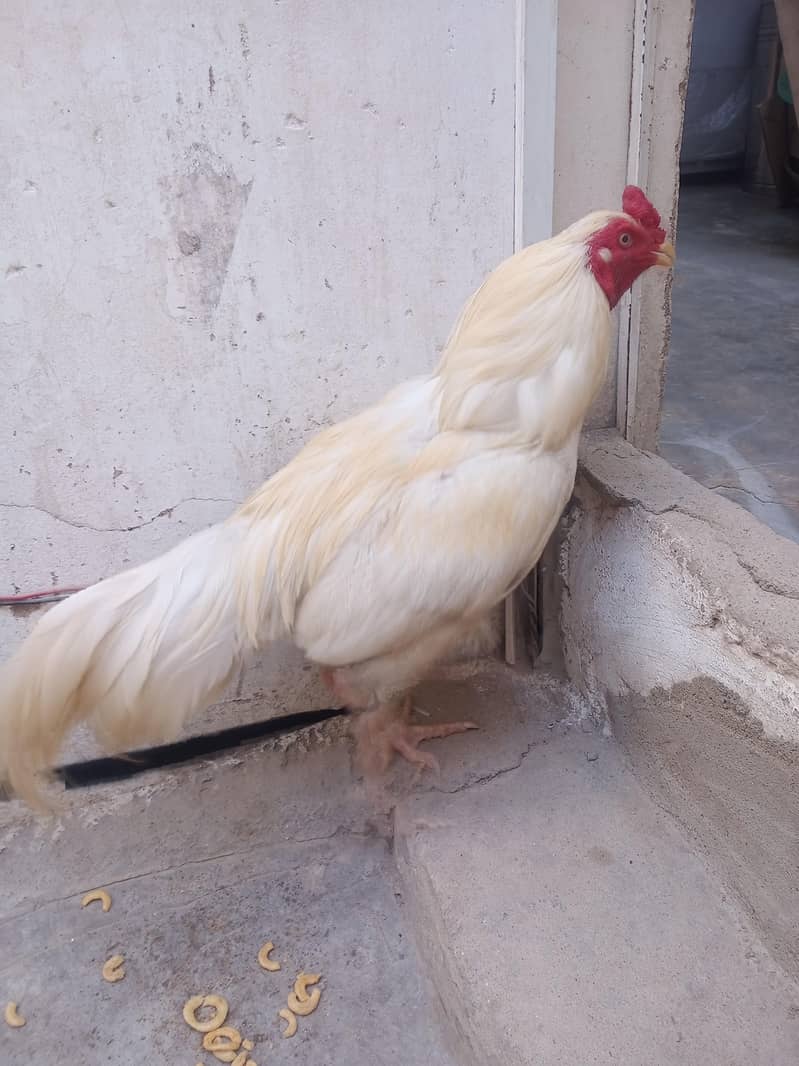Heera 9