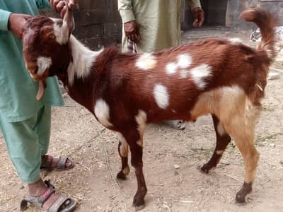 Bakra|Donda|Goat|Qurbani|Beetal bakra |Desi Bakra |Qurbani|بکرا