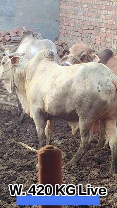 Qurbani Bull For Sale