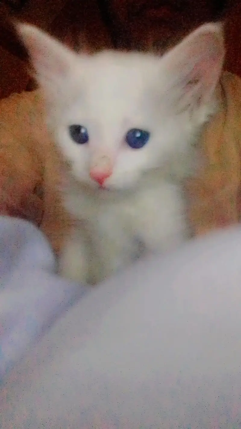 triple core Persian cat 30 din ki chat ke sath house bhi hai 7000
