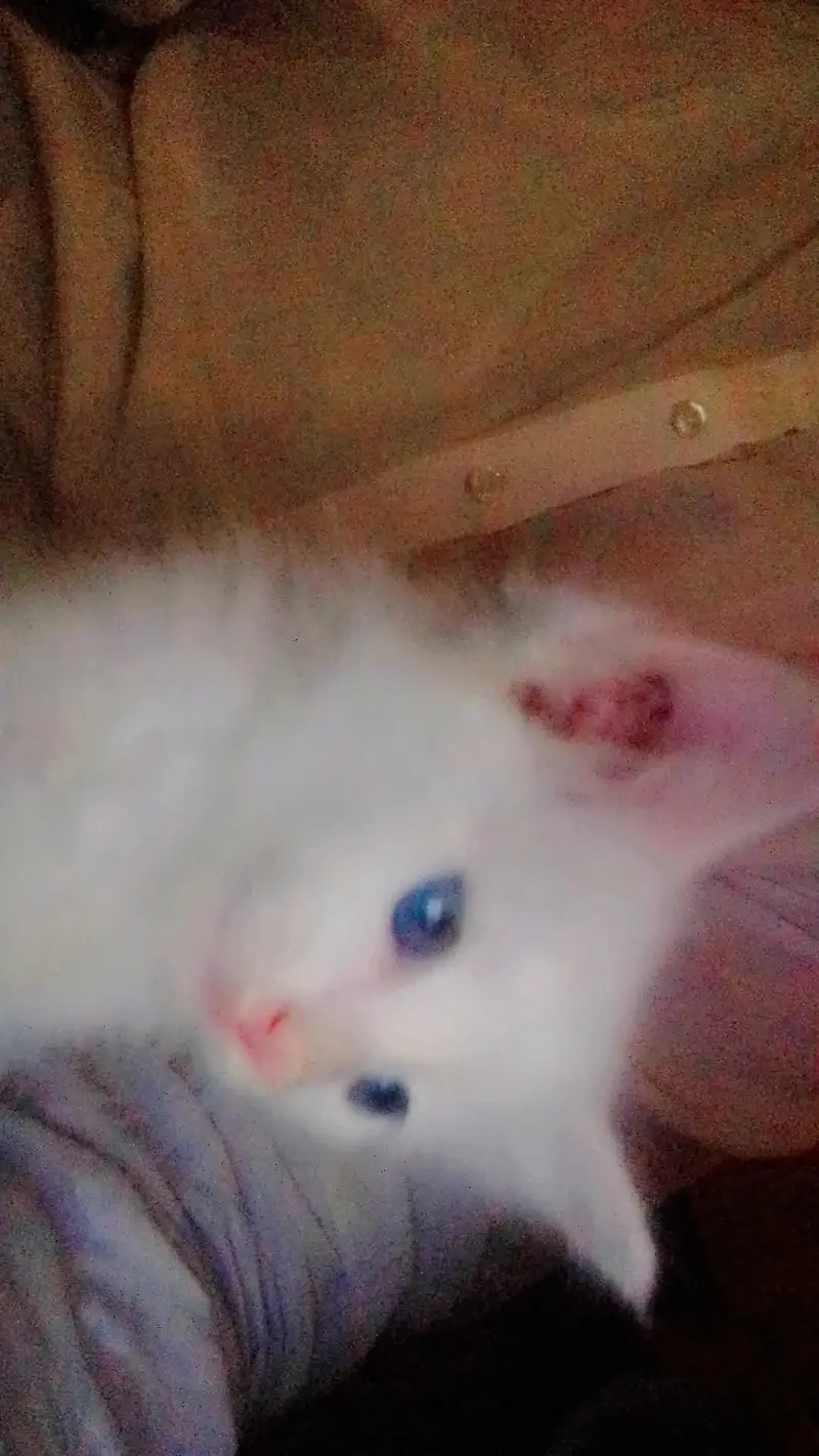 triple core Persian cat 30 din ki chat ke sath house bhi hai 7000 — photo 2