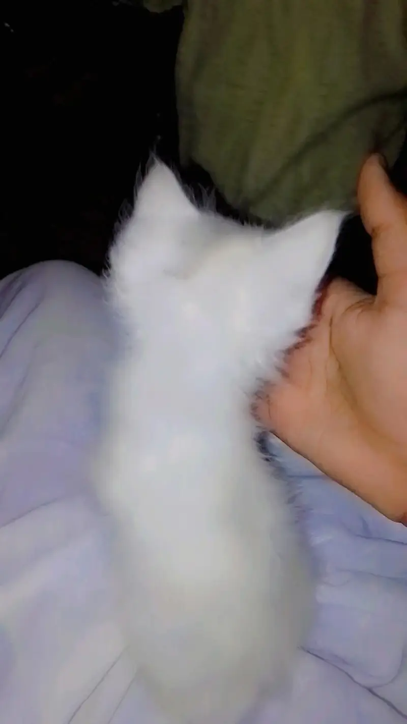 triple core Persian cat 30 din ki chat ke sath house bhi hai 7000 — photo 3