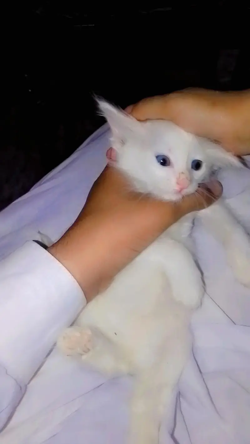 triple core Persian cat 30 din ki chat ke sath house bhi hai 7000 — photo 4