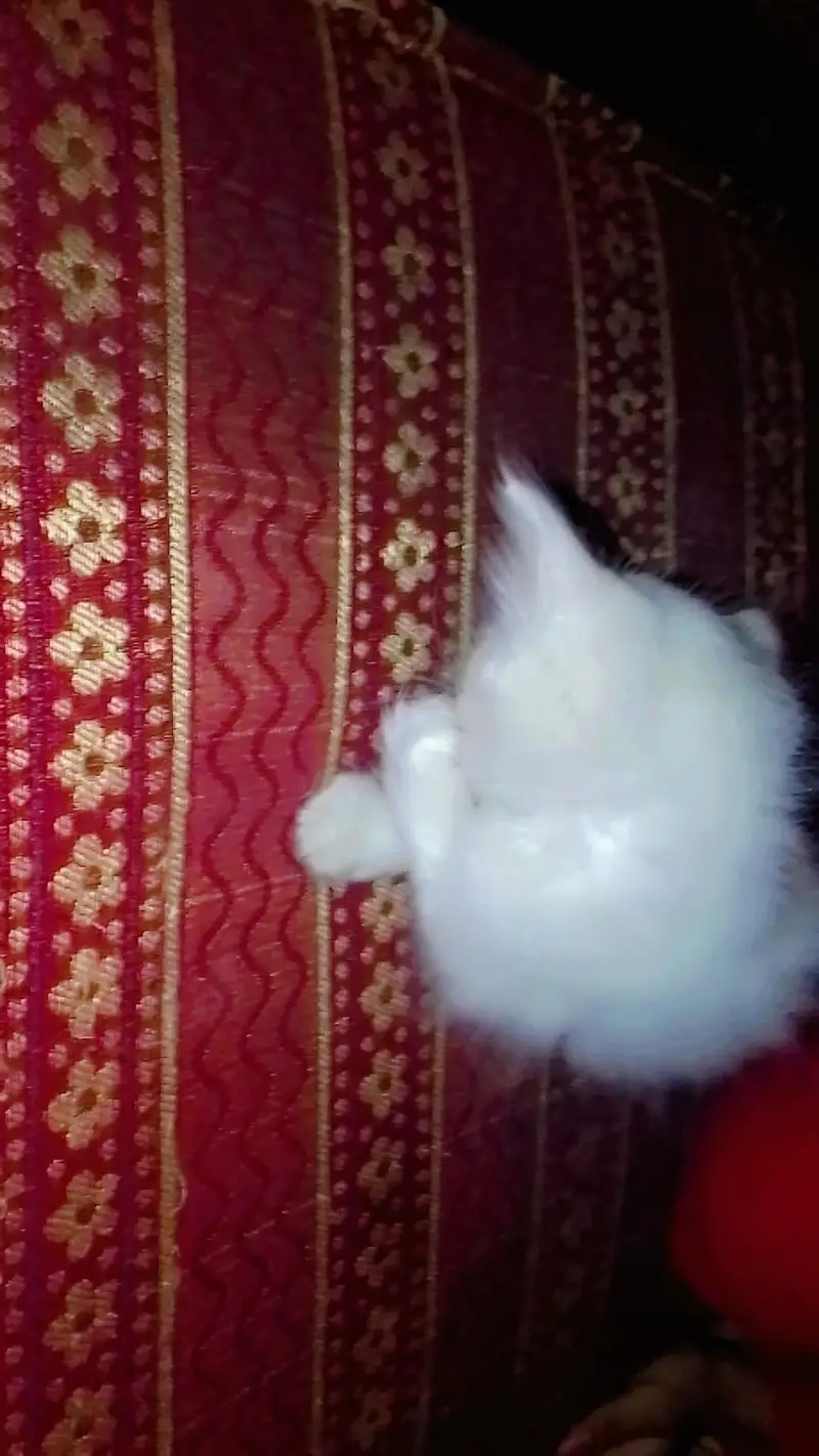 triple core Persian cat 30 din ki chat ke sath house bhi hai 7000 — photo 5