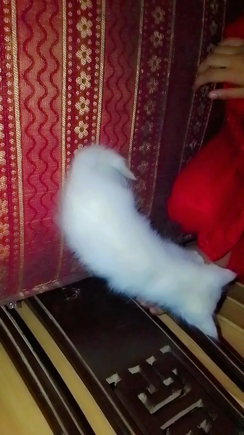 triple core Persian cat 30 din ki chat ke sath house bhi hai 7000 — photo 6