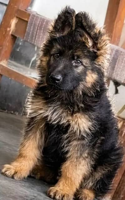 German Shepherd 03267102541