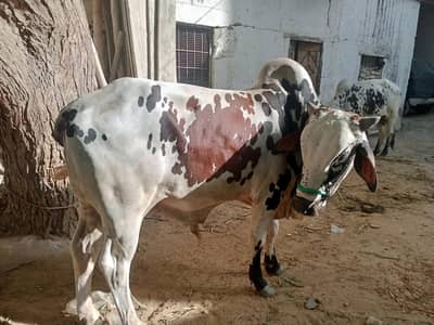QURBANI JANWAR AVAILABLE