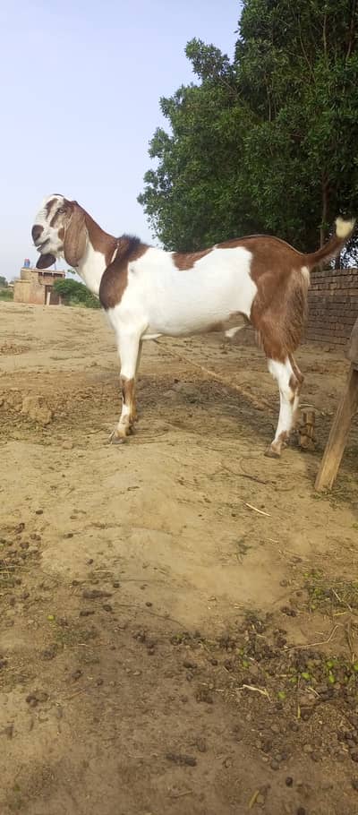 Beautiful Desi Bakra in Lahore in Low Price