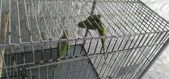 parrot