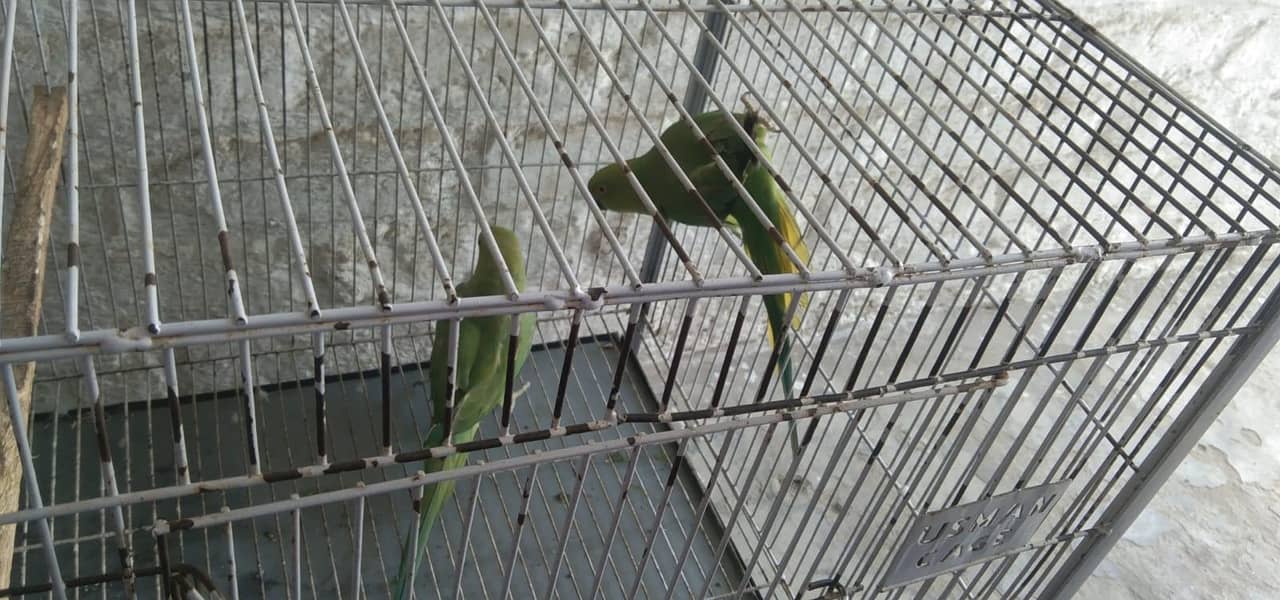 parrot 0