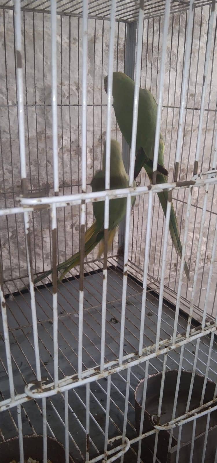 parrot 1