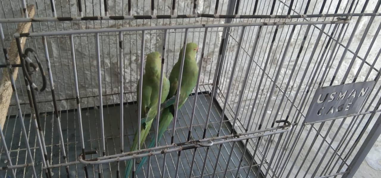 parrot 2