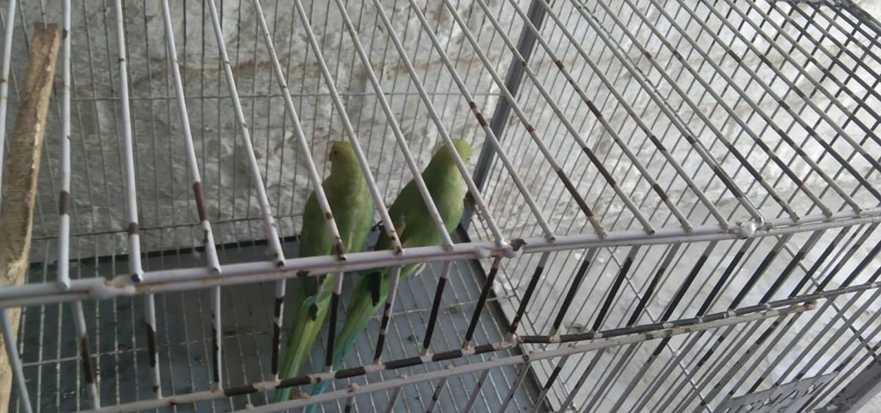 parrot 3