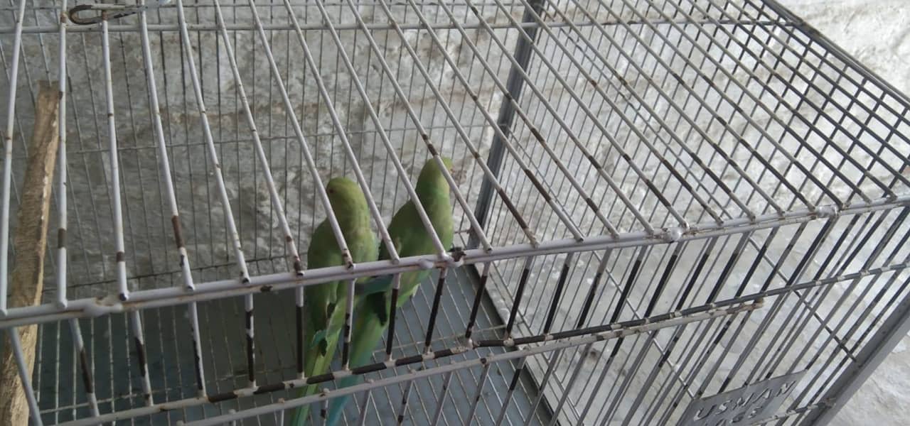 parrot 4