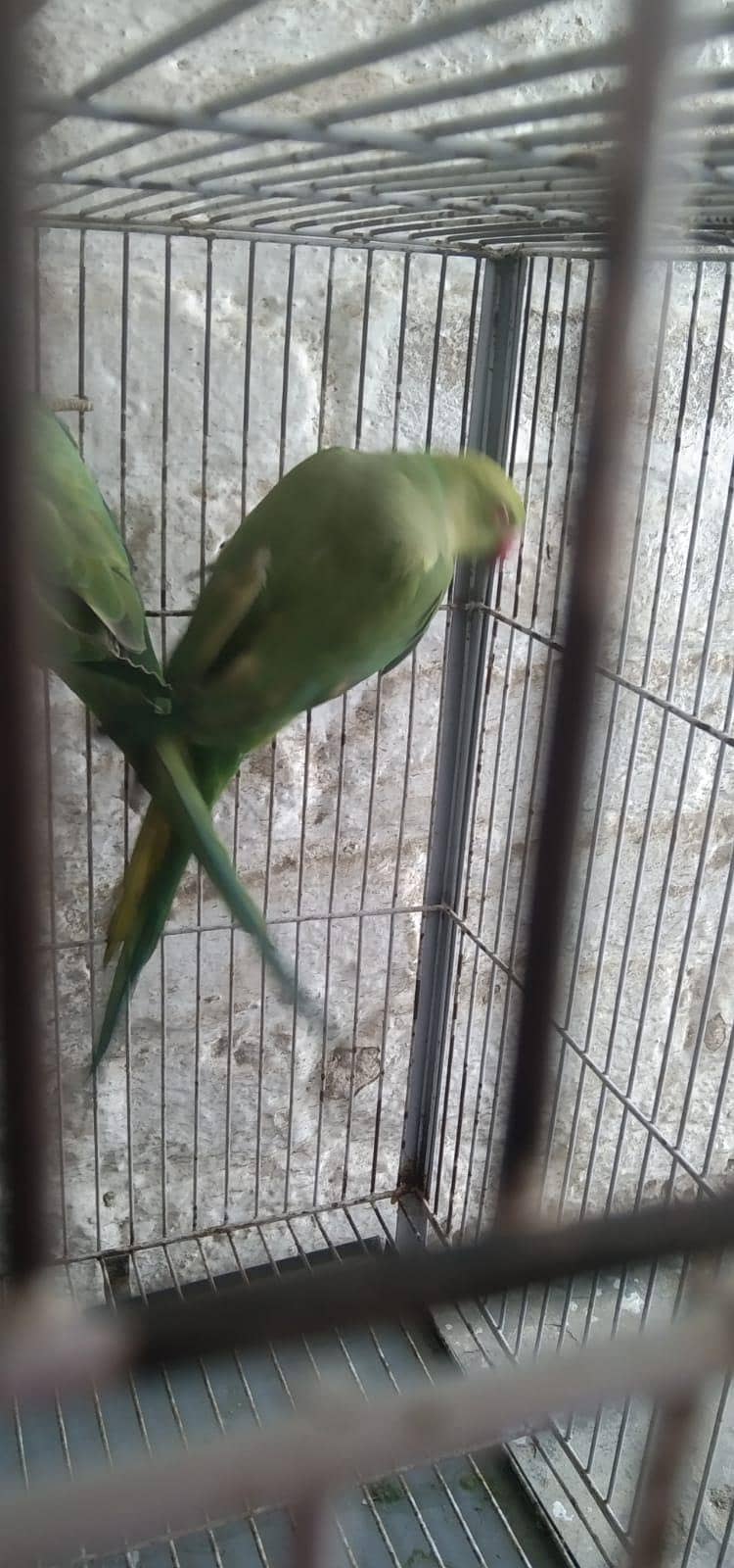 parrot 5