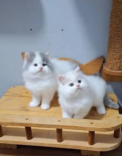 Persian female kitten for sale 03489629855 Whatsapp number