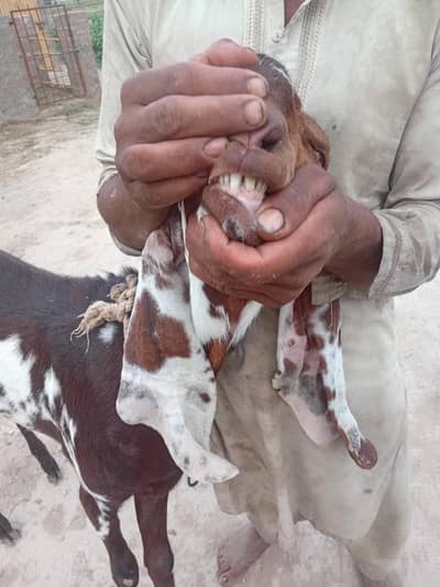 ghar pala hwa dasi bakra