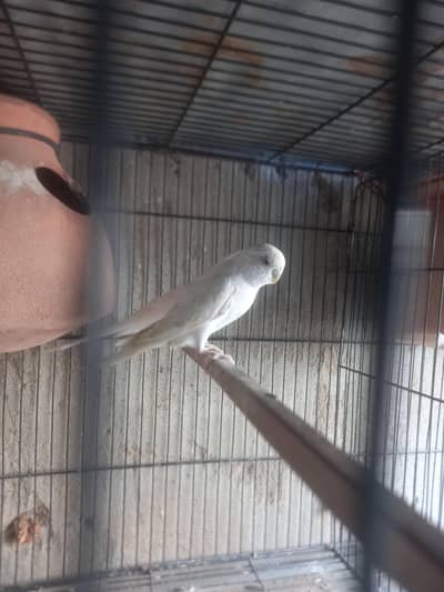 budgies white fellow pair and 2 portion cage for sale 03122880940