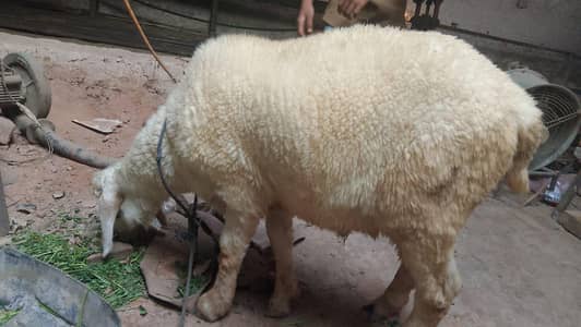 Qurbani sheep