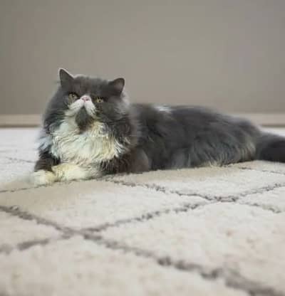 Persian Cat | Triple Coated Persian Male Cat | Flufy Persian Male Cat