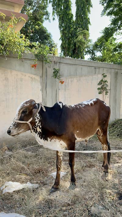 2 daant beautiful male Qurbani 2026