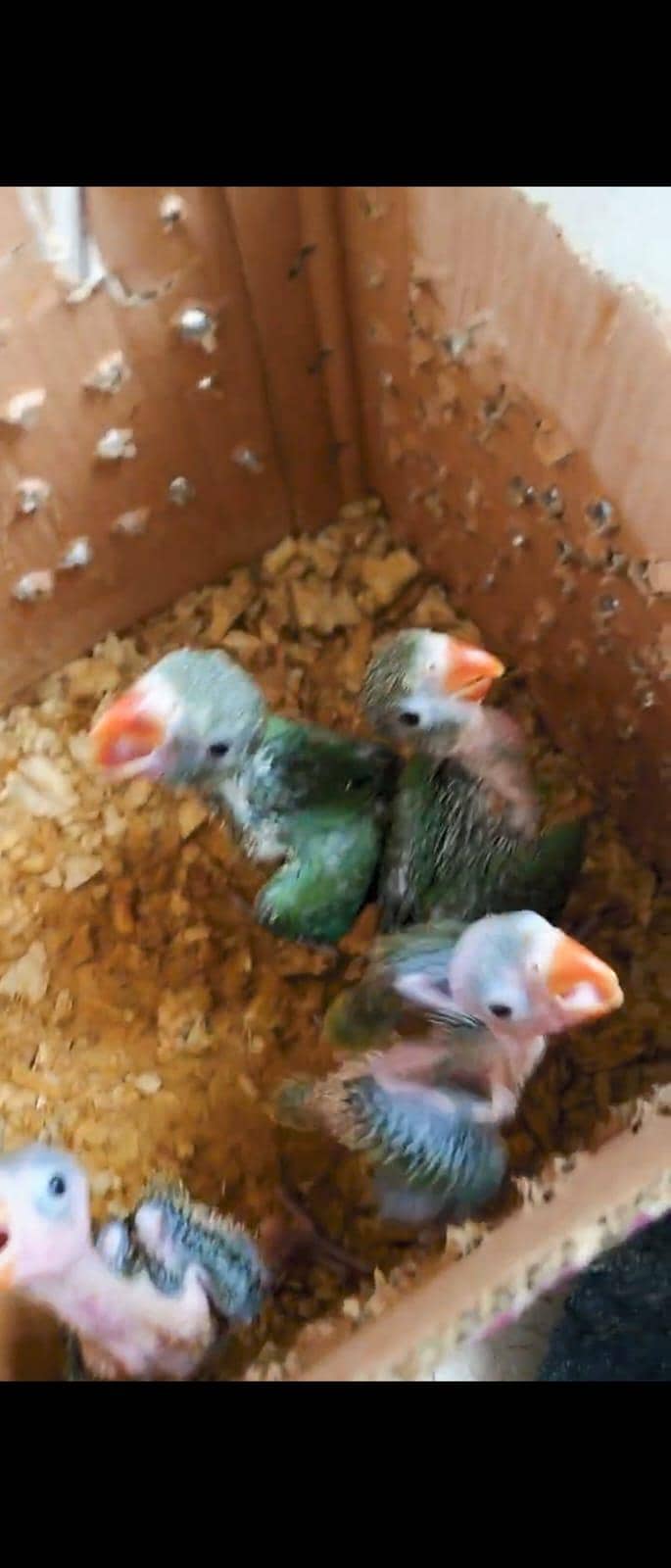 green ringneck chicks 0